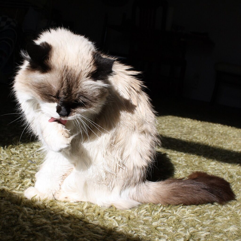 A tabby cat curled on a shelf above a radiator with its eyes half closed