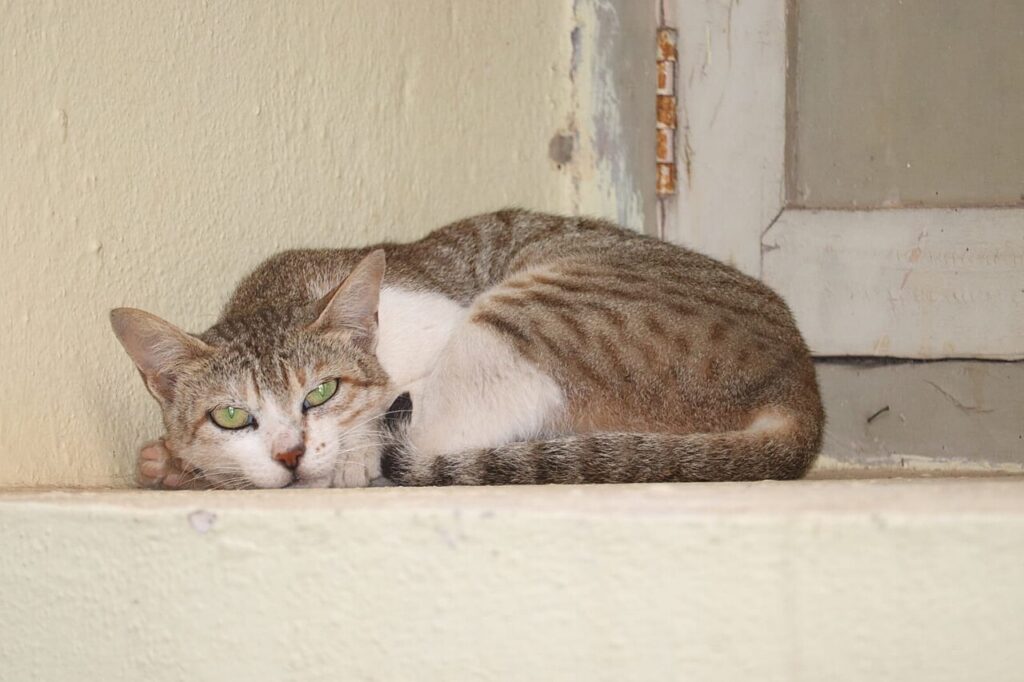 A calico cat looking up from inside a woven basket with a blanket draped over it
