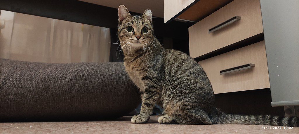 A cat at Basket and Box Realty