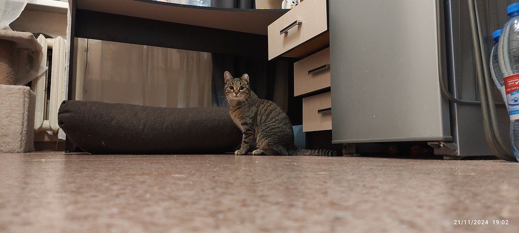 A cat at Basket and Box Realty Boxes and Cartons