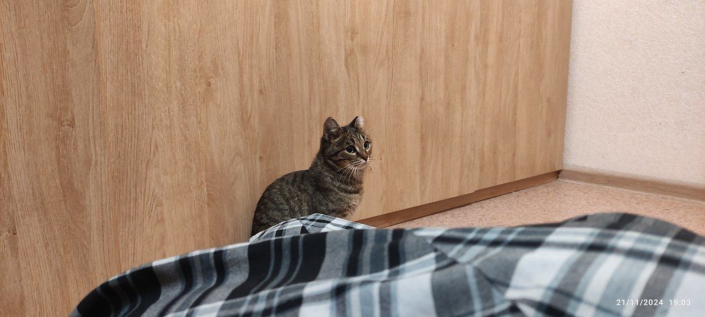 A cat at Basket and Box Realty Laundry Basket Living