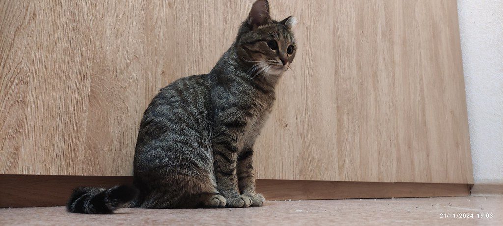 A cat at Basket and Box Realty Window Perch Properties