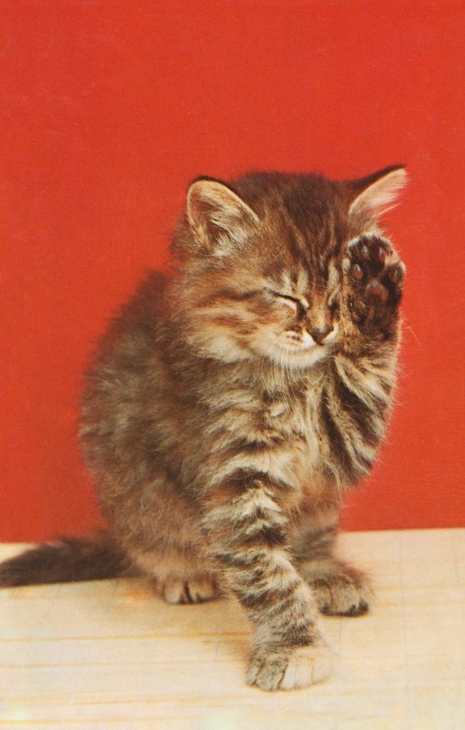A cat at Basket and Box Realty