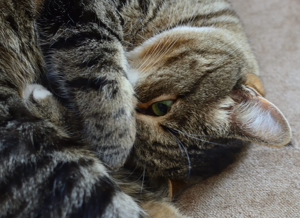 A cat at Basket and Box Realty