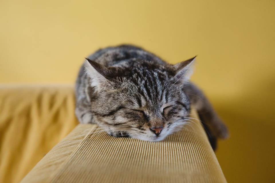 A cat at Basket and Box Realty